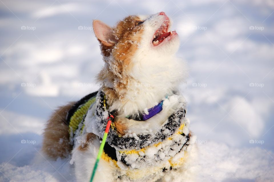 Norwegian forests kitten Meow in snow