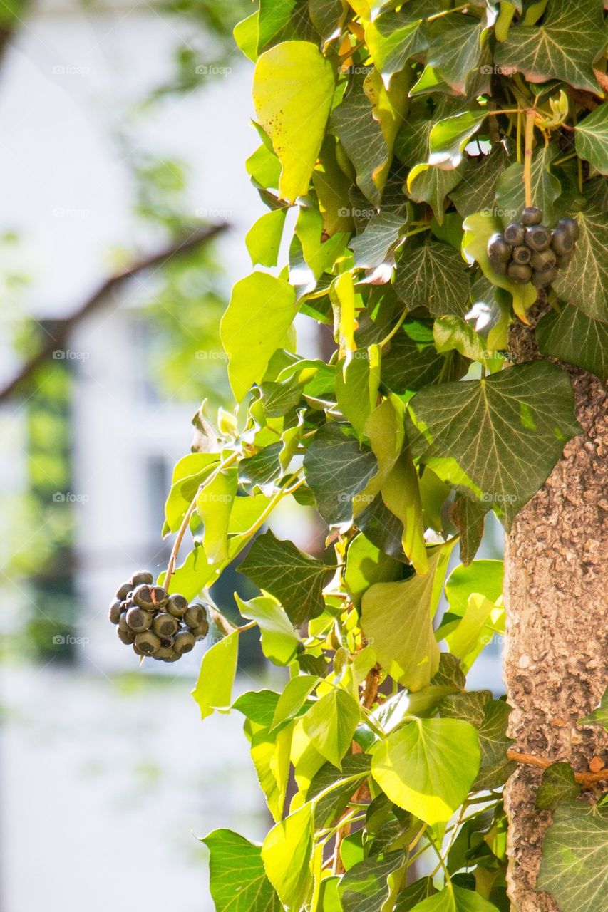 Grapes on a vine