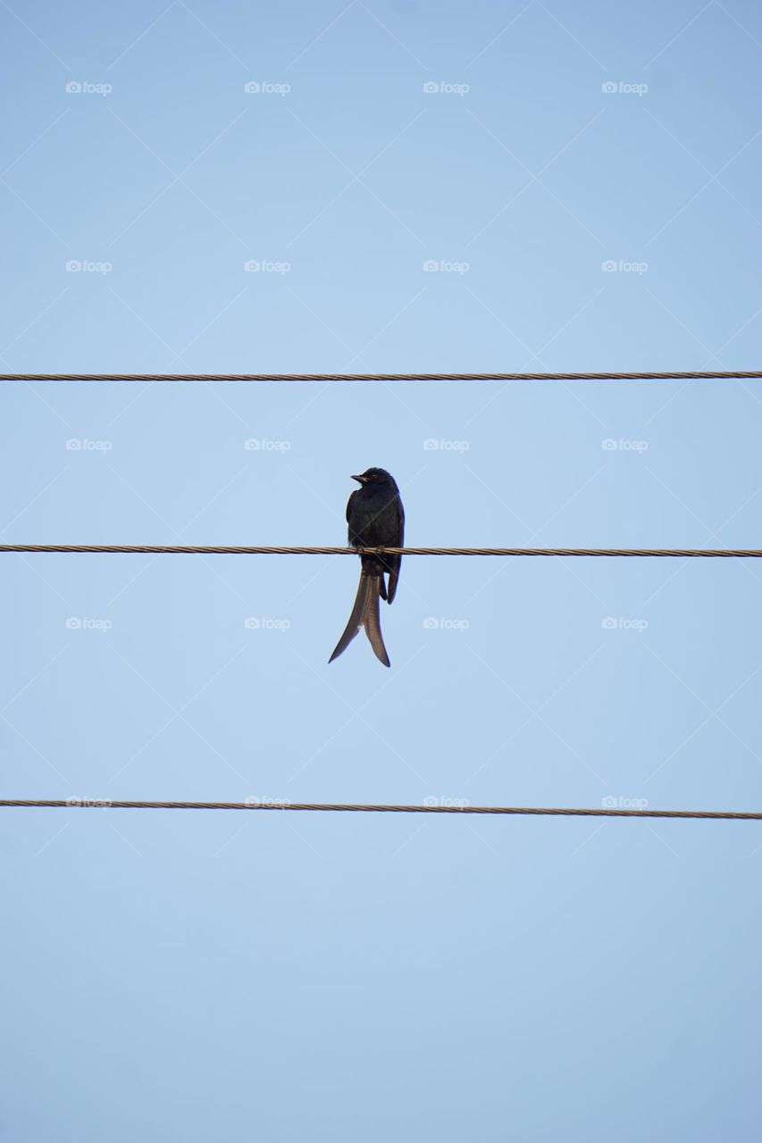 Black drongo