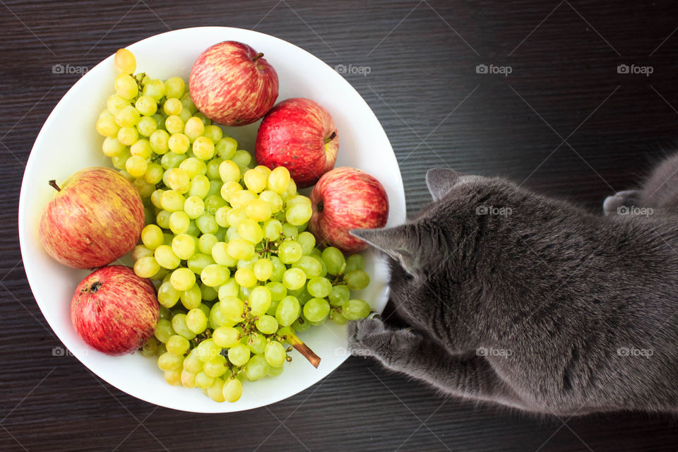 Cat with fruits