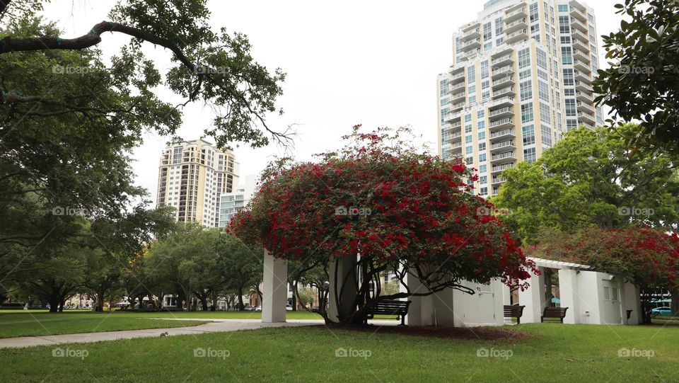 urban plants