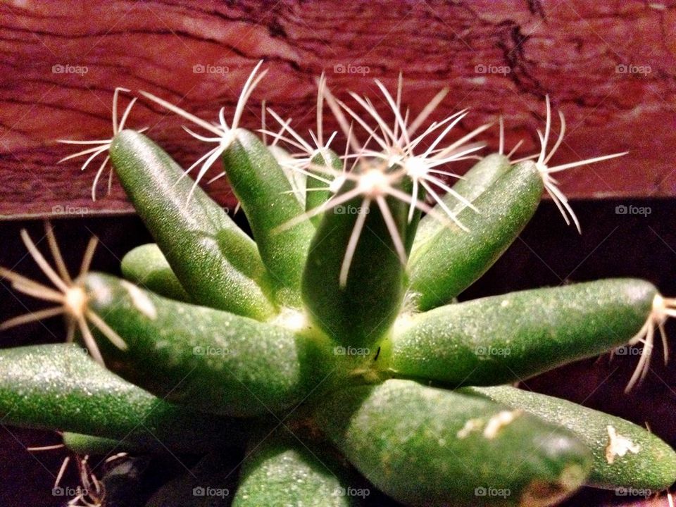 Cactus Succulent 