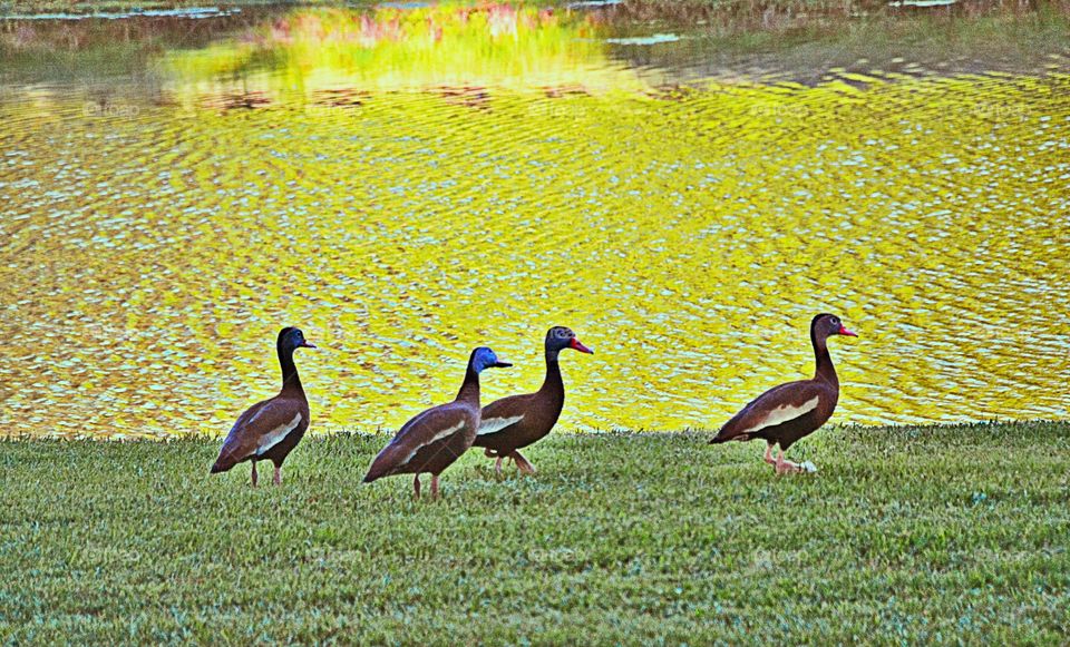 The Flock 