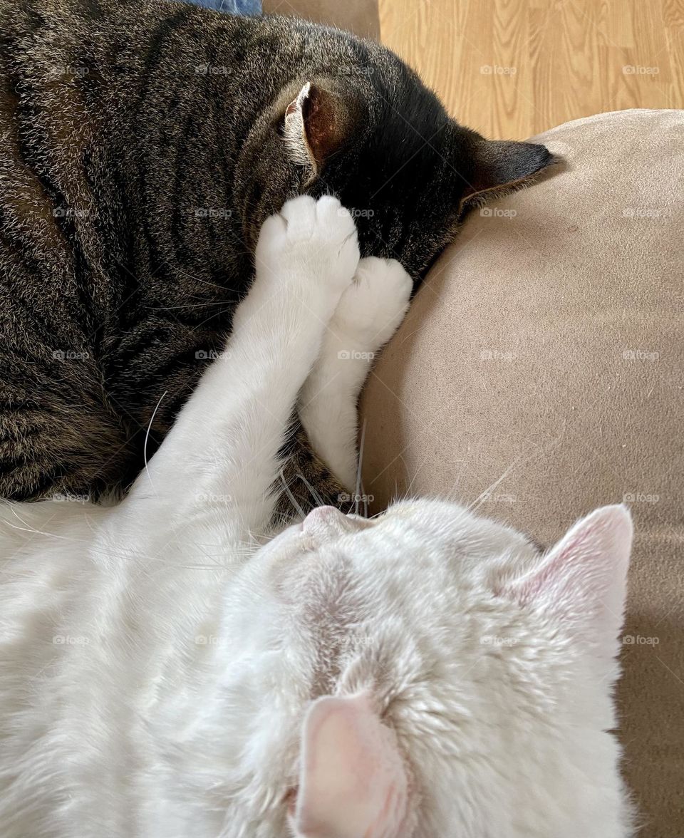 No peeking!! White cat holding its paws over a gray cat’s eyes