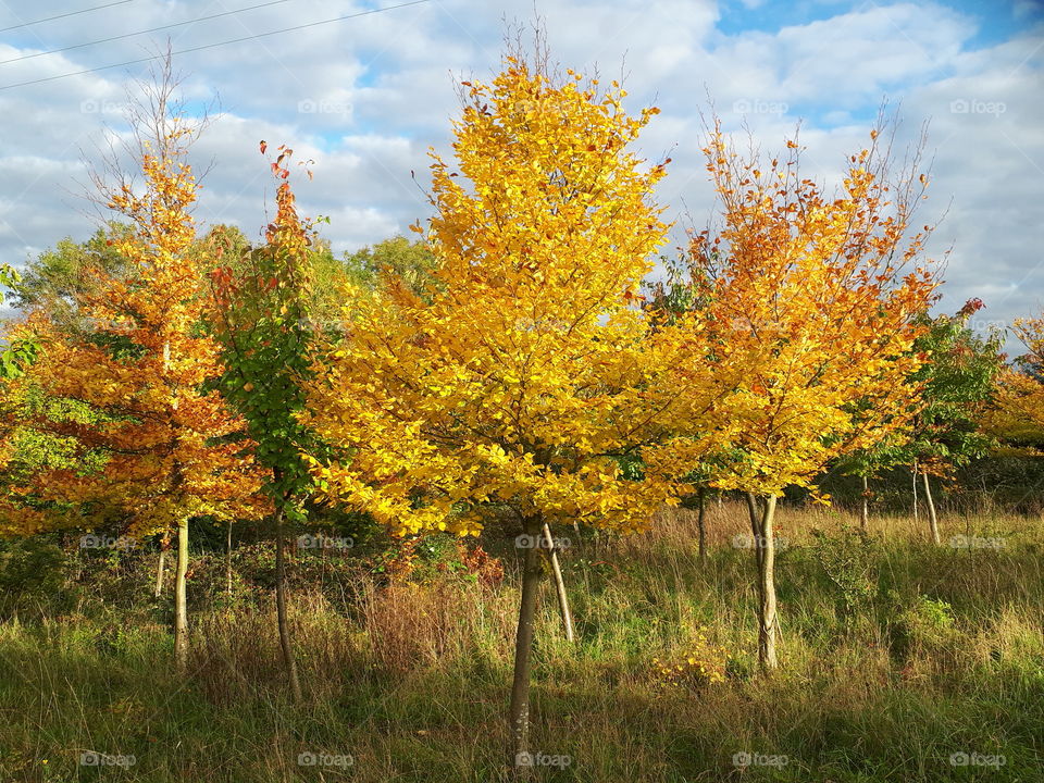 Fall, Tree, Leaf, Landscape, Nature