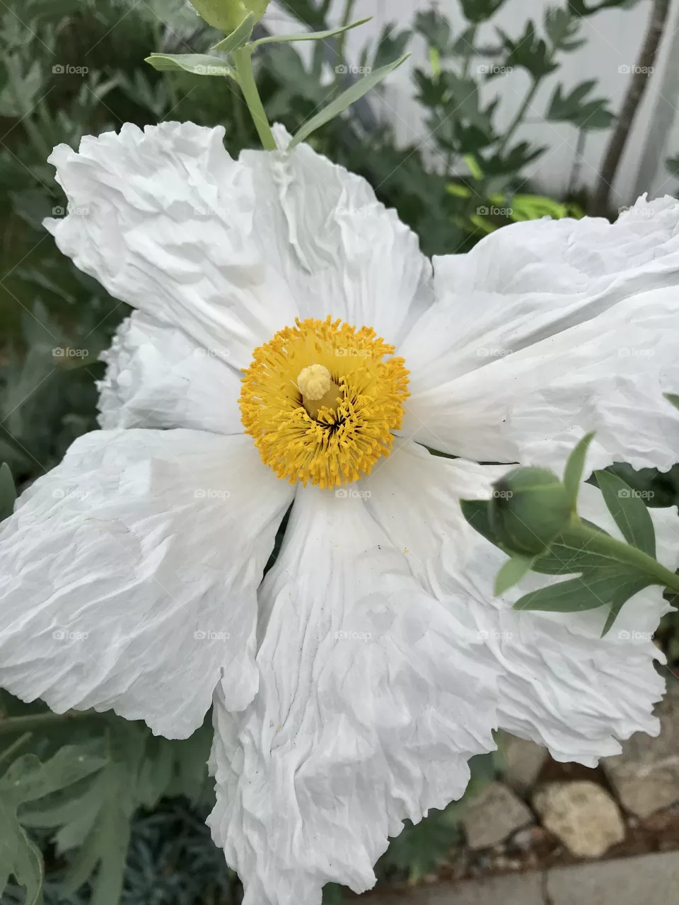 Matilija aka Fried Egg Poppy