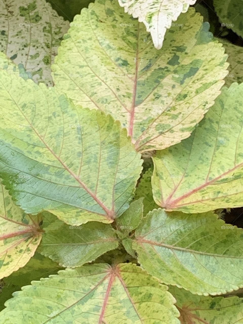 Rain drops reflected 