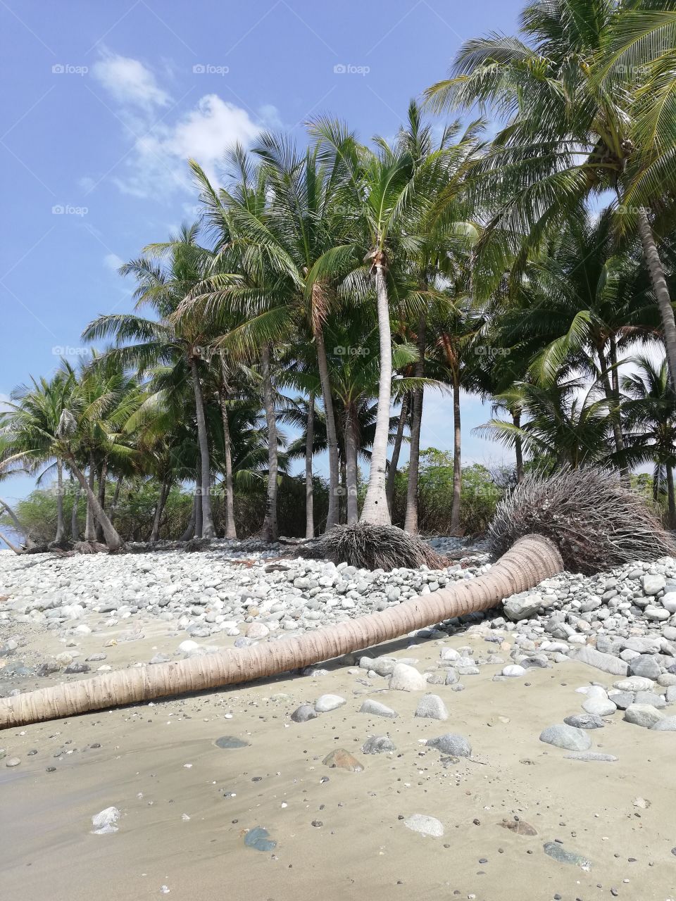 Fallen palm tree on sandy pebbly shore in Abra De Ilog, Mindoro, Island of Philippines, exotic and tropical destinations