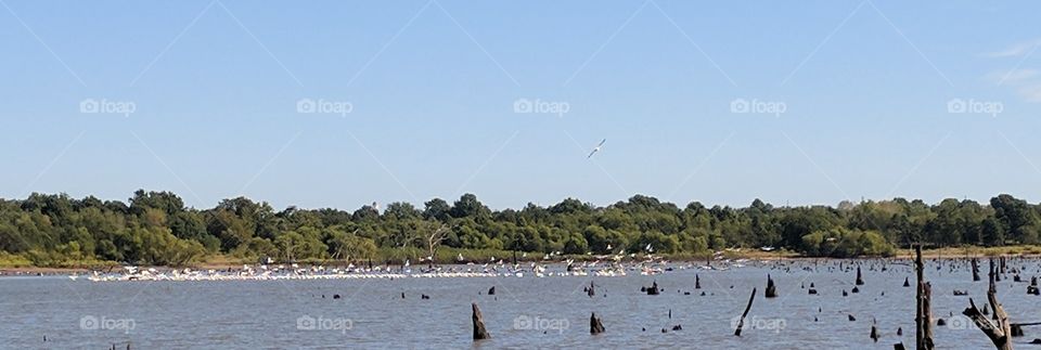 pelicans