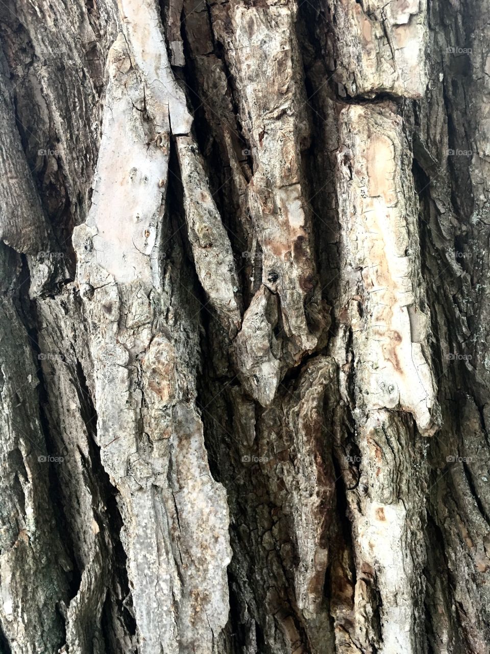 Willow bark M