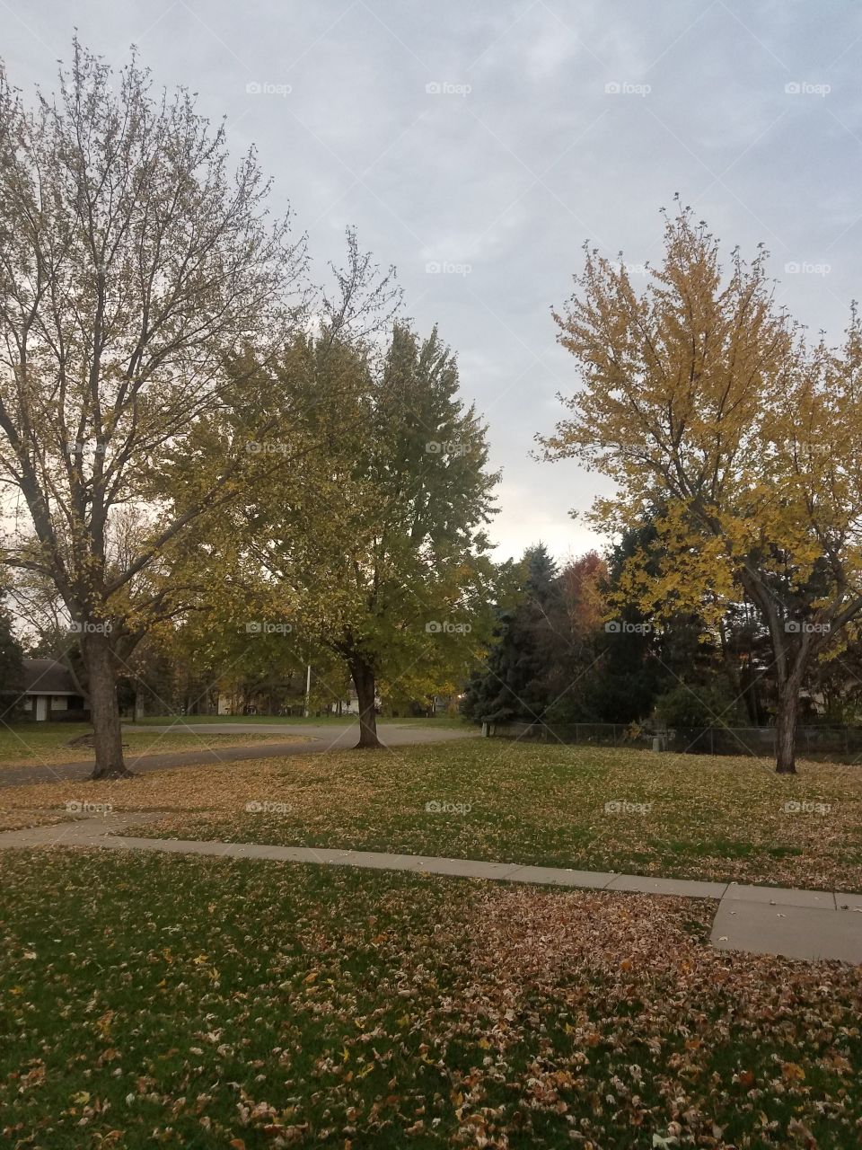 Tree, Landscape, Fall, No Person, Outdoors