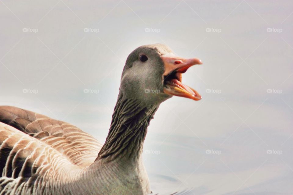 Close-up of goose