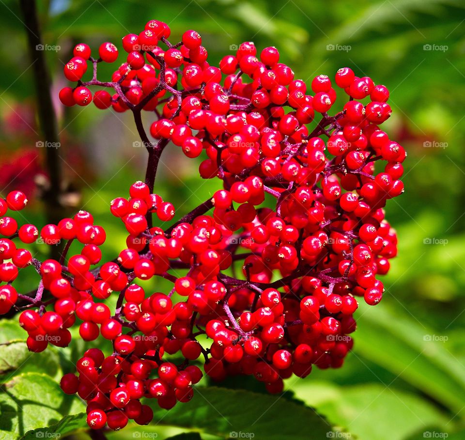 Bright red Elderberries bursting from green leaves in the hardened lava fields high in Oregon’s Cascade Mountains on a summer day.