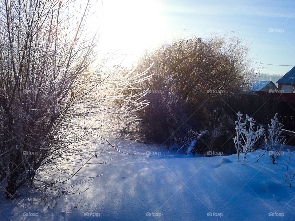 ffotomir снег натура дерево небо солнце