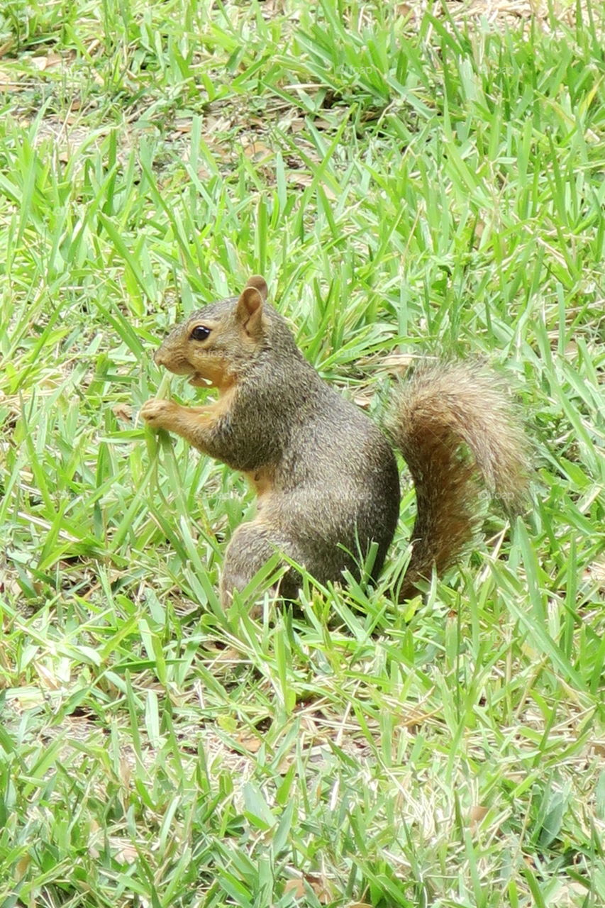 squirrel eating grass