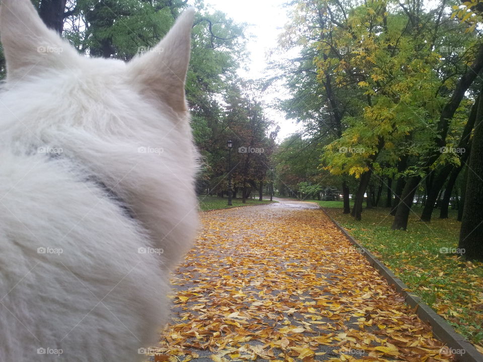 autumn. dog walk