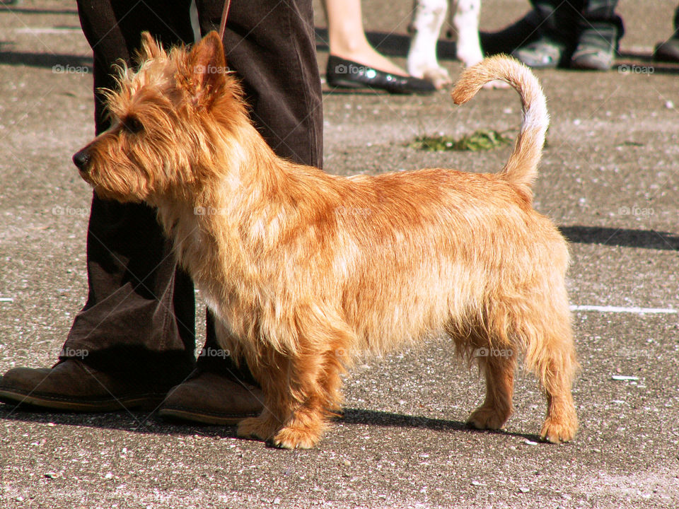 A dog on a leash