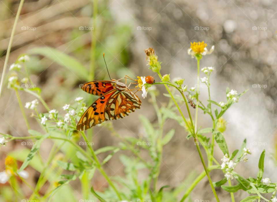 Butterfly On Spanish Needle