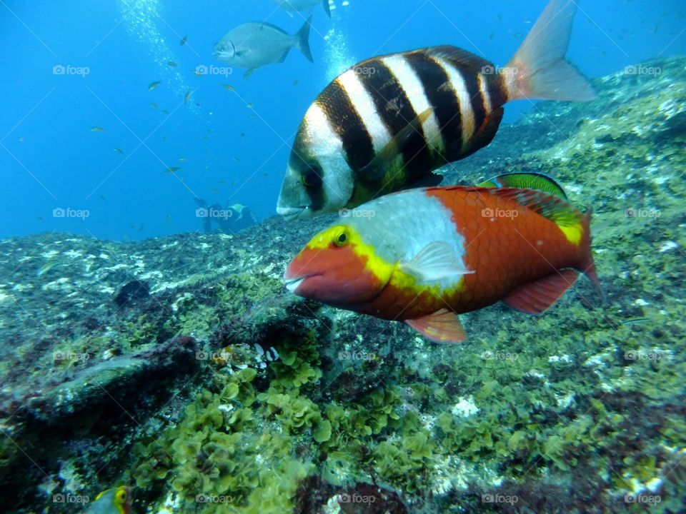 El Hierro fish