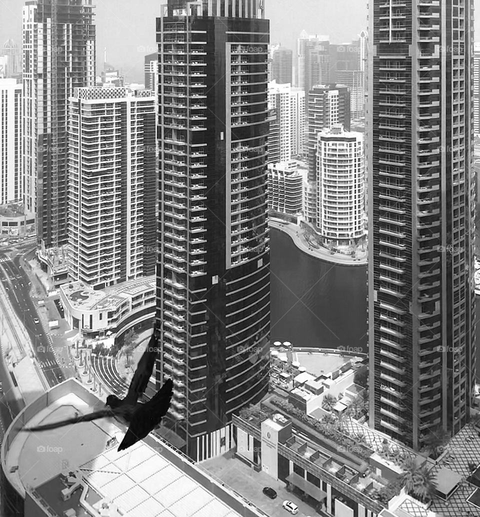 Bird flying under skyscrapers modern city 