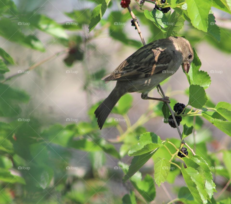 Sparrow on blackberry bush in June 