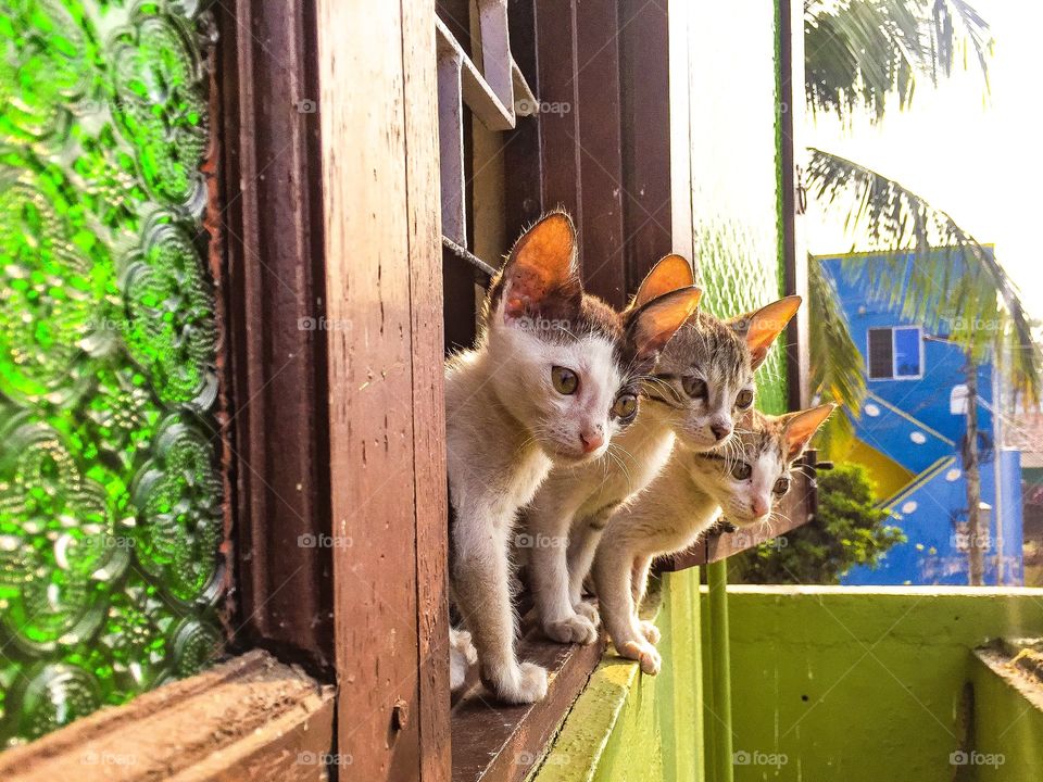 Kittens on the window