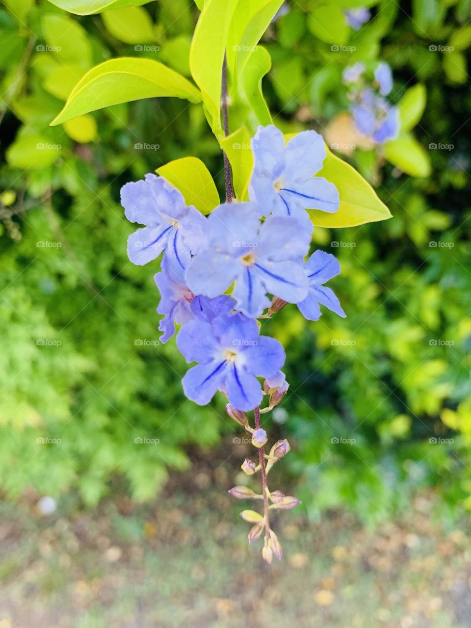 "Just living is not enough... one must have sunshine, freedom, and a little flower." ~ Hans Christian Andersen