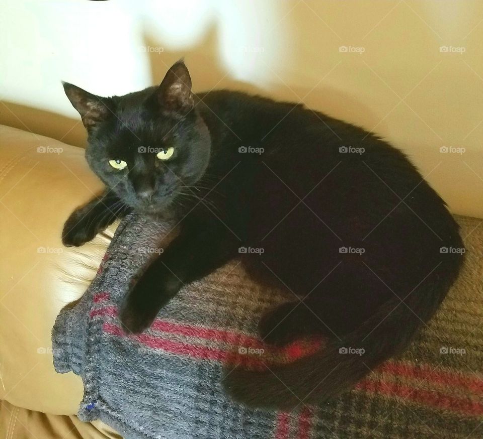 Our black cat laying funny, uncomfortable really, on back of couch. She's awake on her blanket looking at the camera. This pic shows her whole body.