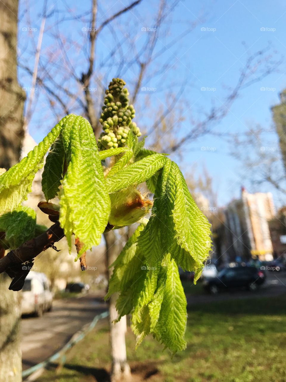 Spring tree 