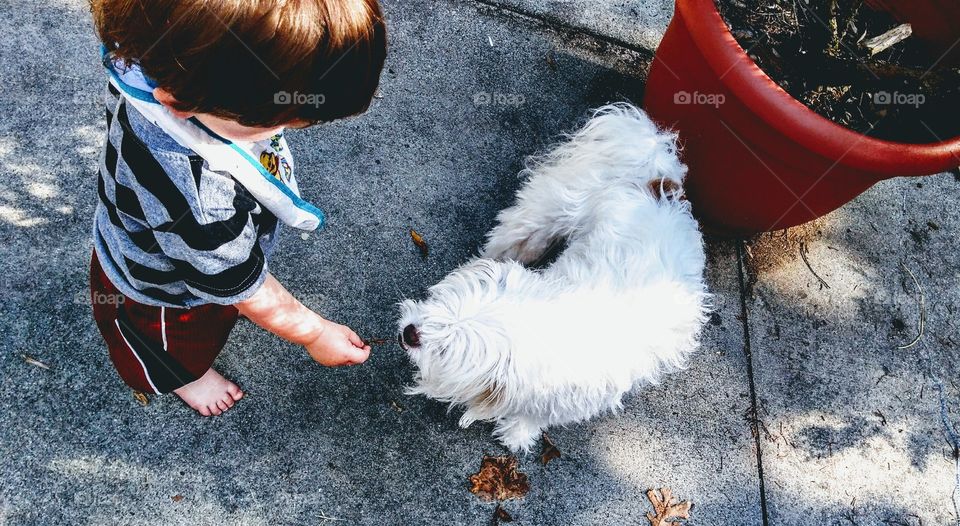 summer pets