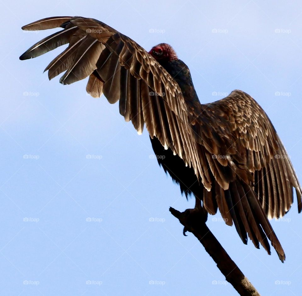 Turkey Vulture with its wings spread 