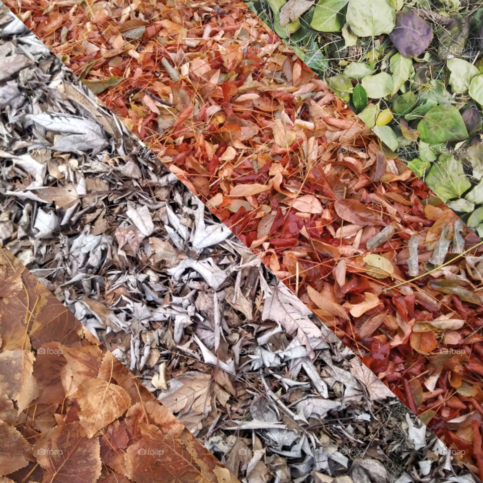 Four pictures of leaves put together without a border 🍃🍂🍁🌿