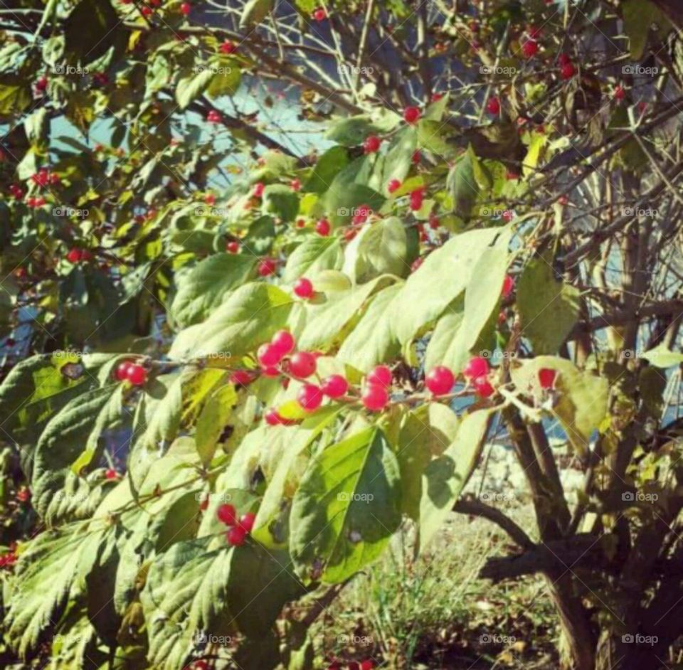 Berry Bush. vibrant red berries at the lake