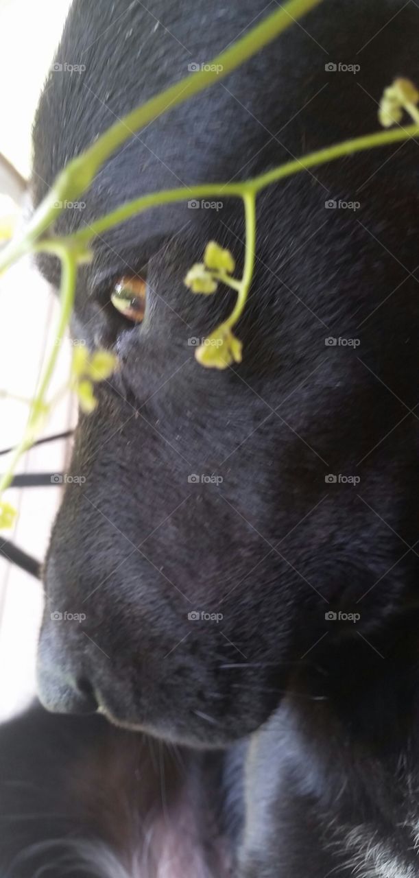 looking down with interest