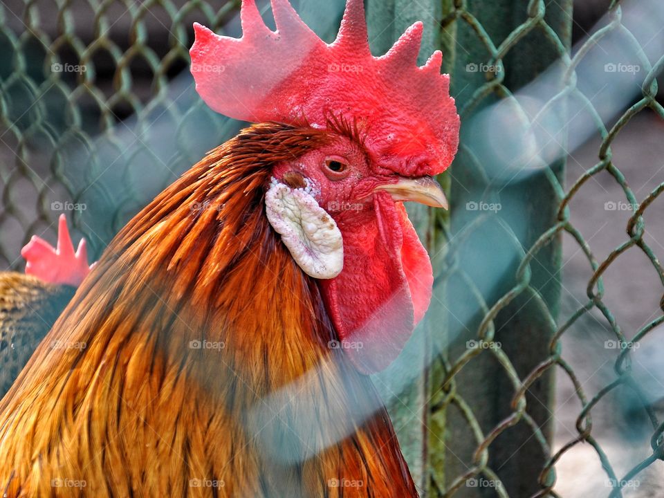 Close-up of a rooster