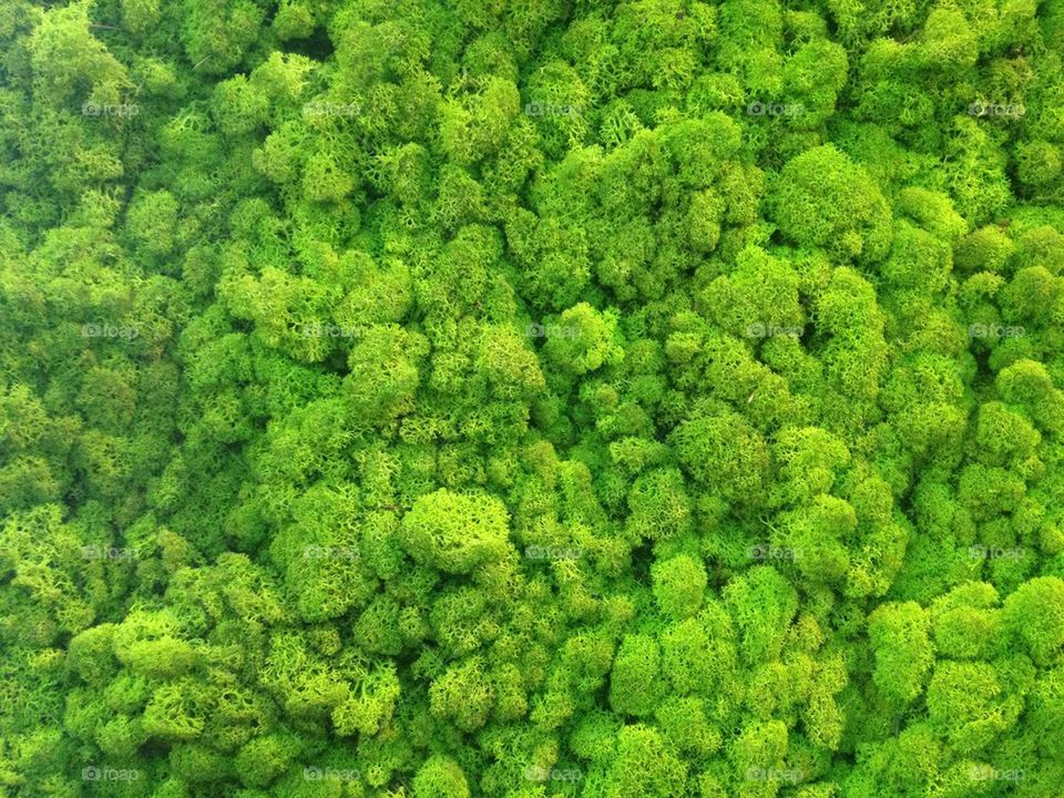 Green moss