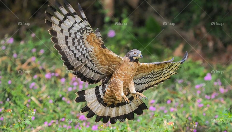 Beautiful and cute eagle bird