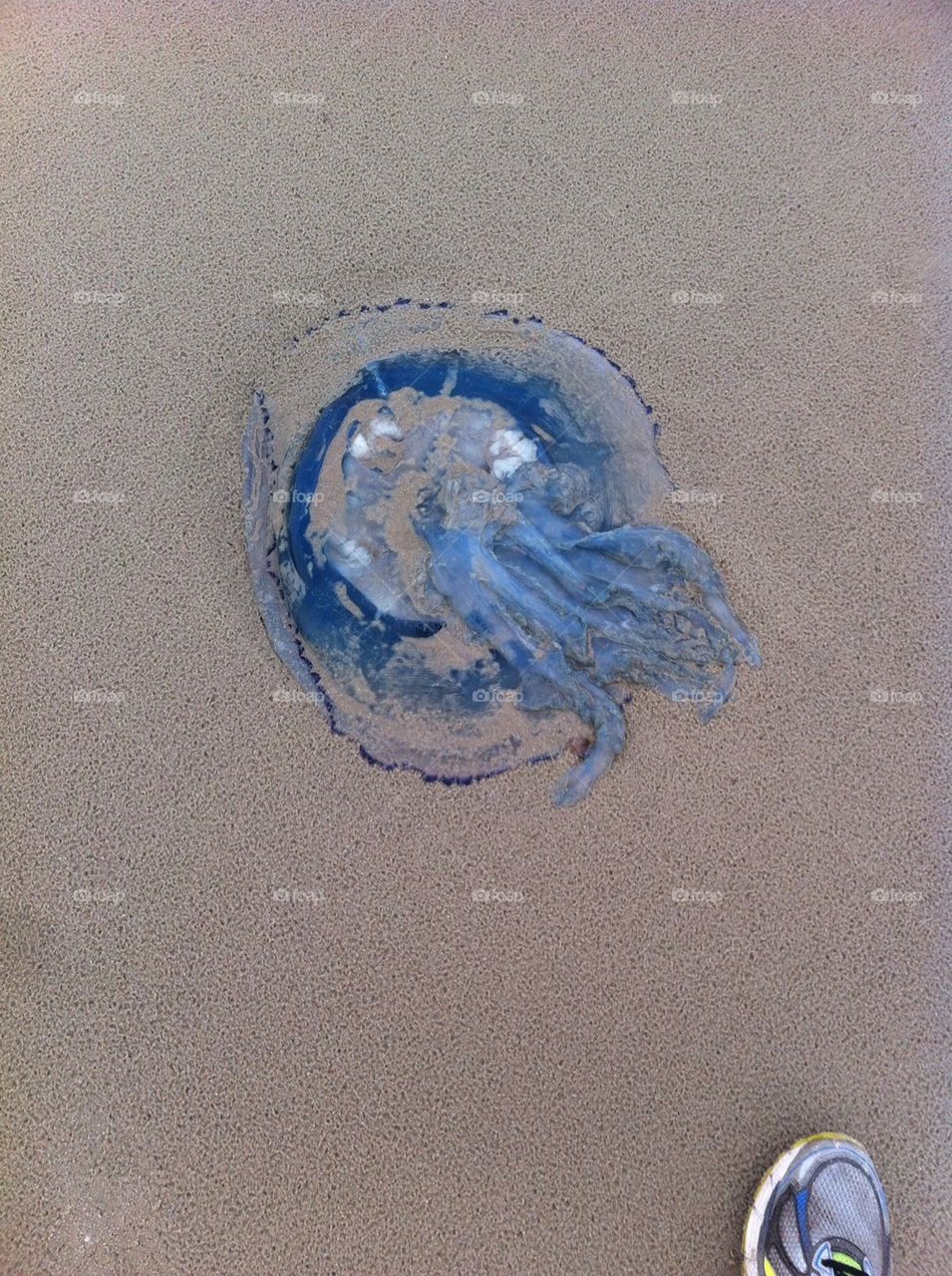 Blue Jellyfish
