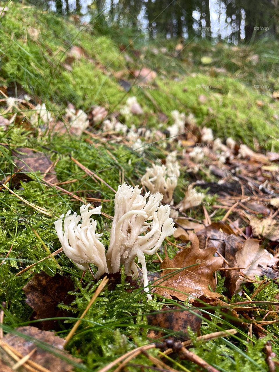 Closeup of coral mushrooms looking like fingers growing in the deep green moss in the forest 