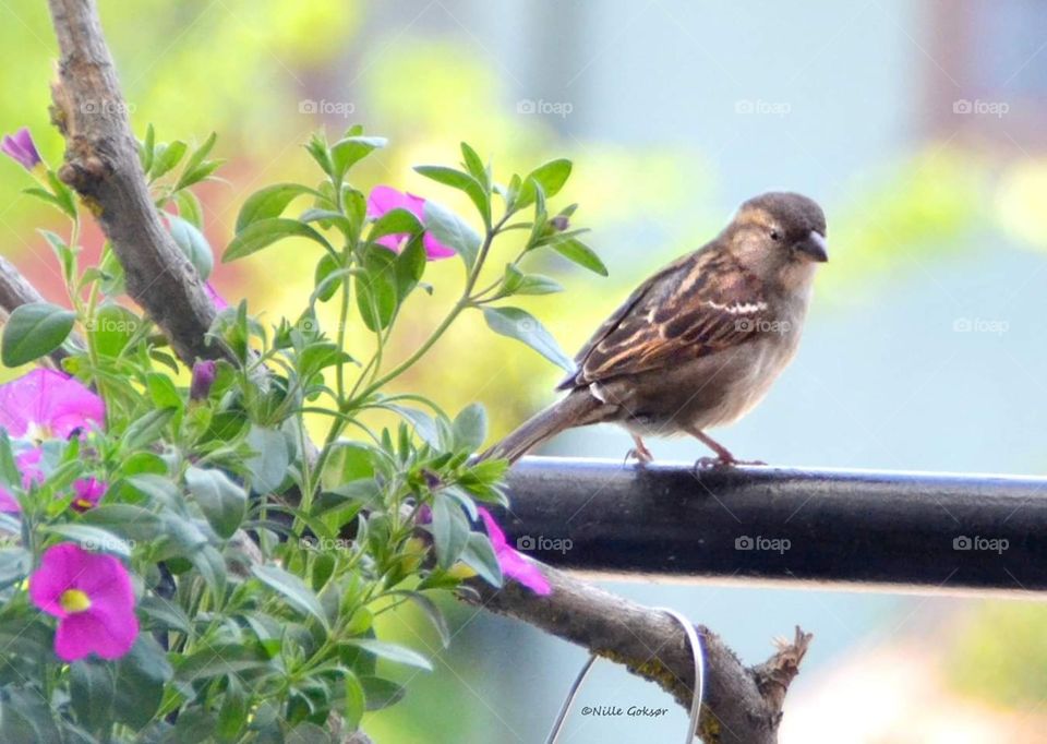 A sparrow on my balcony...