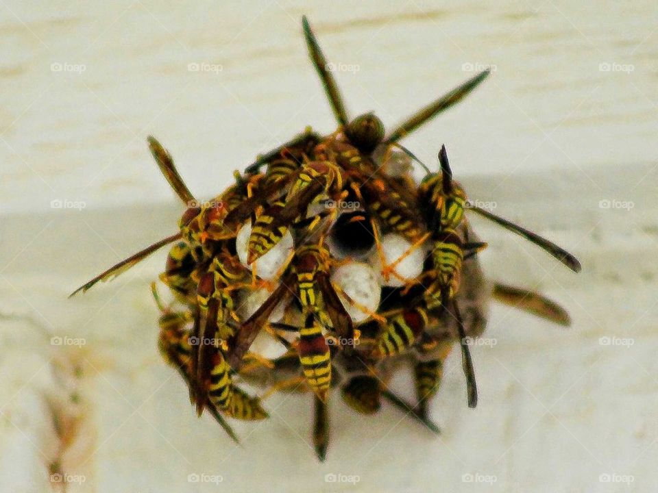 wasps 