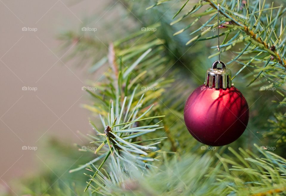 Red ornament hanging from tree