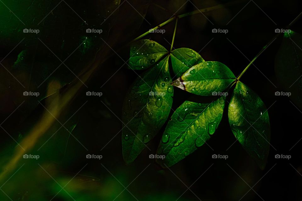 morning dew on the green plant