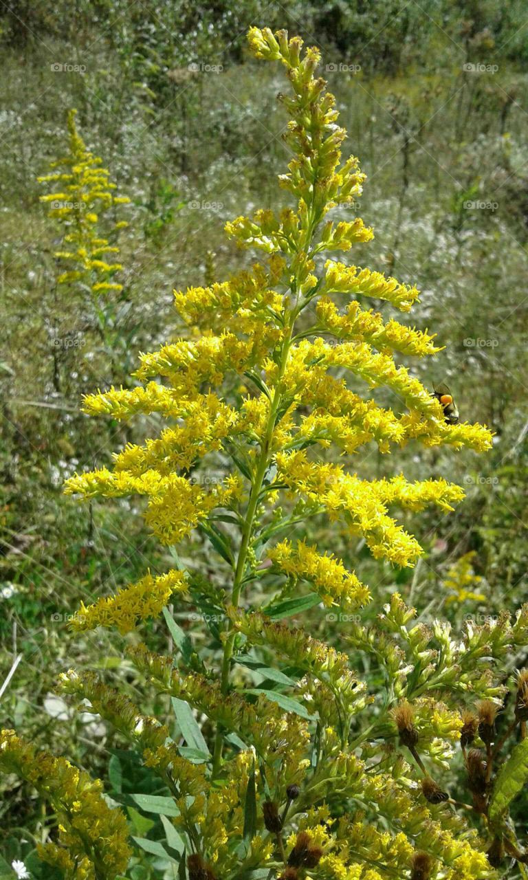 Wildflowers