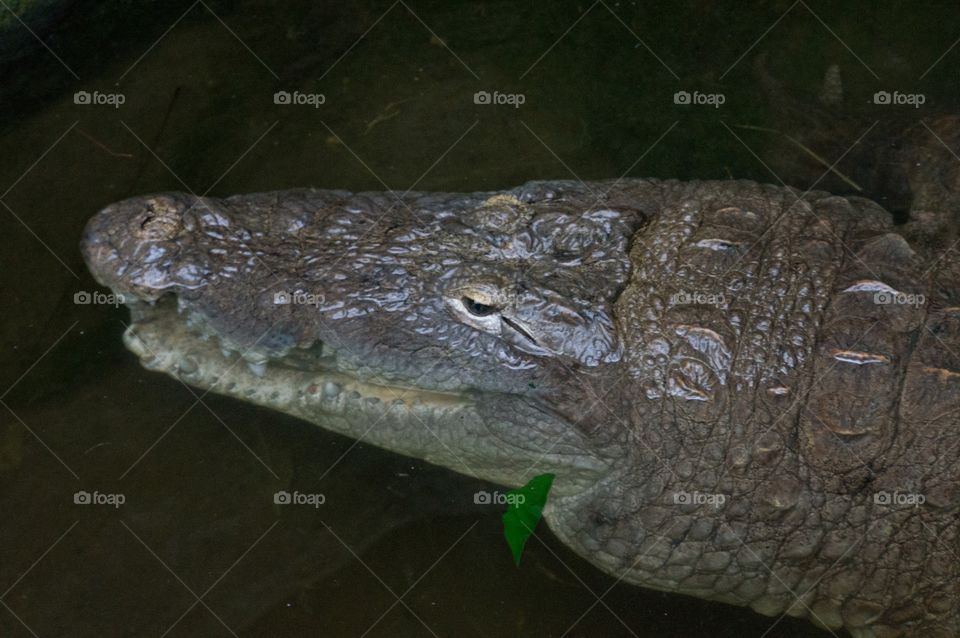 Alligator 