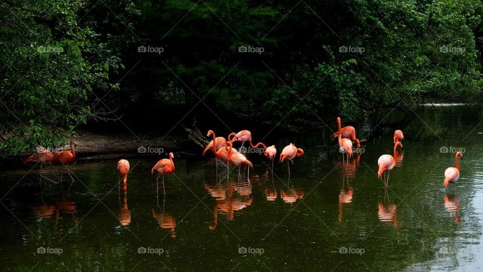 Flamingos