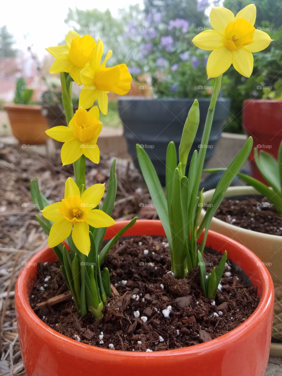 yellow flowers in pot