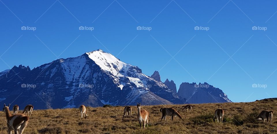 Guanaco