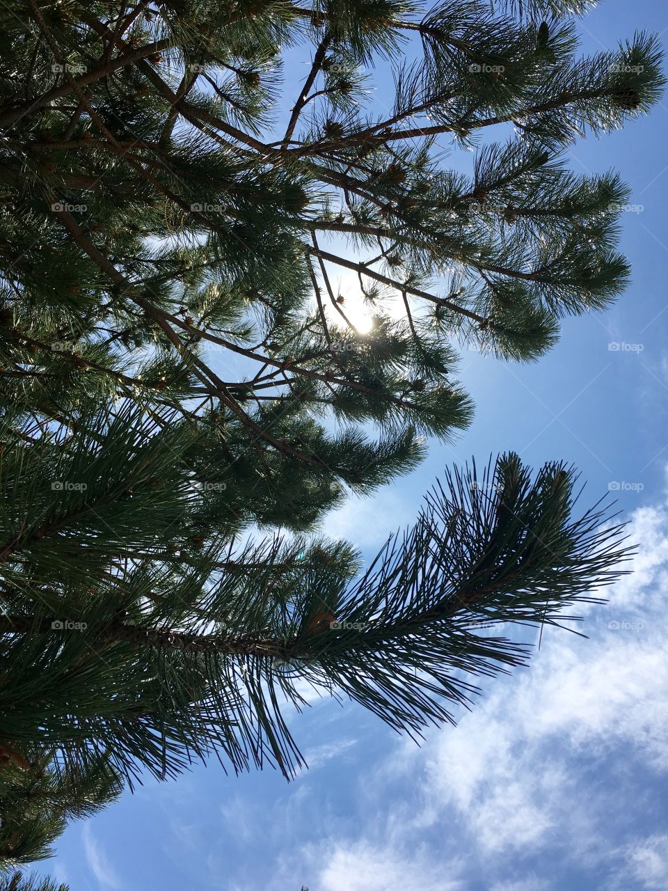 Sun thru the pines