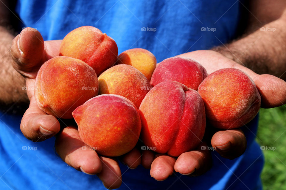 Close-up of men's hand holding peach fruit